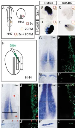 Fig. 4. FGF signalling is required for stem zone speciﬁcation. 3c andstage 7 CPM explant combination experiments (A)