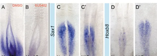 Table 2. Inhibition of FGF/MAPK signalling downregulates Sax1 expression