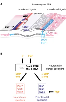 Fig. 7. Model of the signalling interactions that position theexpressed early; however, so far it is not clear which upstreamsignalling pathways induce at neural fold stages its expression is controlled by WNT
