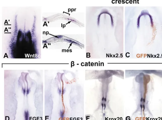 Fig. 4. Modulation of the WNT pathway does not change mesoderm orneural plate patterning