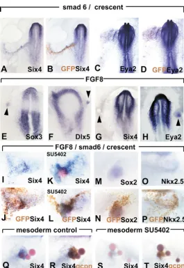 Fig. 6. Cooperation of FGF and BMP and WNT antagonists to induce thepre-placodal region