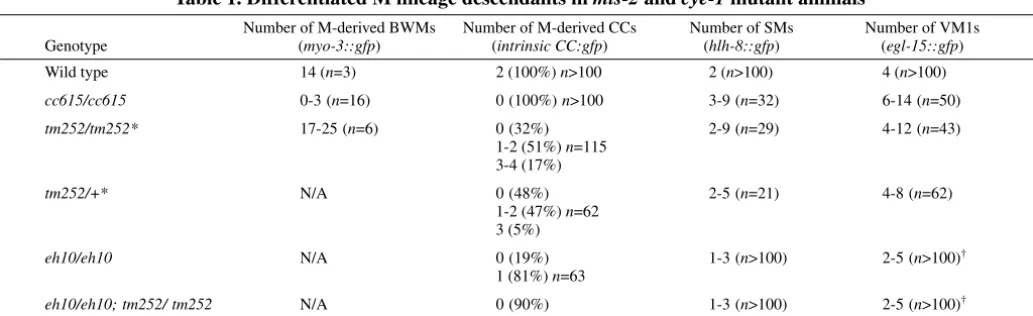 Fig. 3. The early M lineage in wild-type andmls-2(cc615) animals. (A-D) The M lineageof wild type (A) and sample animals ofcc615 mutants (B-D)