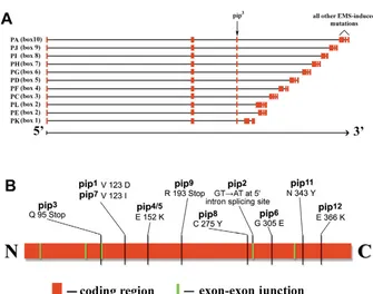 Fig. 1. Structure of the pipe locus and location of EMS-generated pipe mutations.(A) Intron structures of the various pipe isoforms are shown