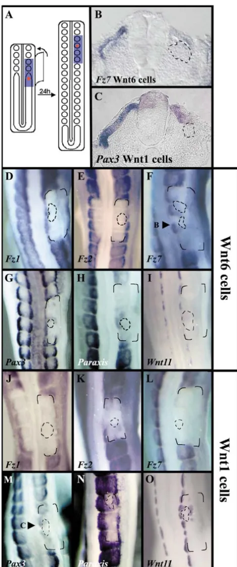 Fig. 3. Speciﬁc functions of Wnt6 and Wnt1 in the epithelialisationand patterning of somites