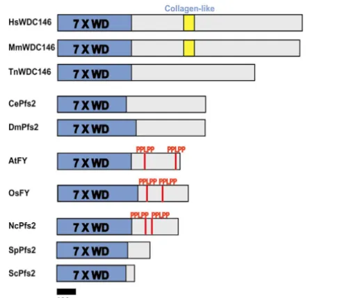 Fig. 1. Domain structure of proteins showing similarity to FY.BLAST searches identiﬁed eukaryotic proteins with amino acidsimilarity to FY (Altschul et al., 1990)