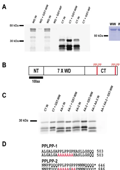 Fig. 2. In vitro interactions between FCA and FY. (A-D) The FY C-to GST-FCA proteins. 10% input (IN) lanes were loaded to representFCA pre-binding