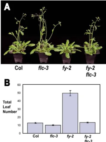 Fig. 4. Flowering time ofconditions. (B) Average total number of leaves from 20 plants ofeach genotype, grown simultaneously under LD conditions (seeCol,  fy ﬂc double mutants