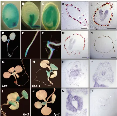 Fig. 7. Expression pattern of backgrounds. 12-day-oldseedlings were grown on platesand histochemically stained forGUS expression