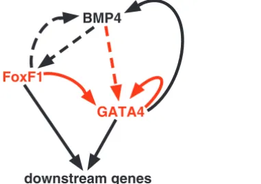 Fig. 10. A reinforcing transcriptional network for gene activation inthe lateral mesoderm dependent on GATA4
