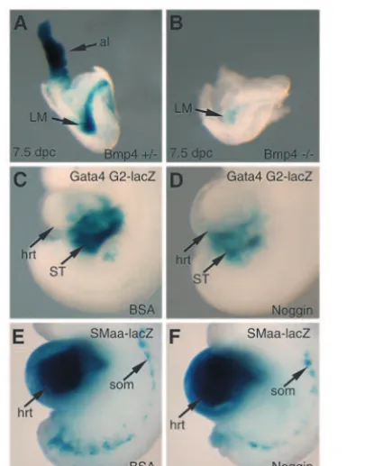 Fig. 8. The Gata4 lateral mesoderm enhancer is dependent onconserved Forkhead and GATA sites for its function in vivo