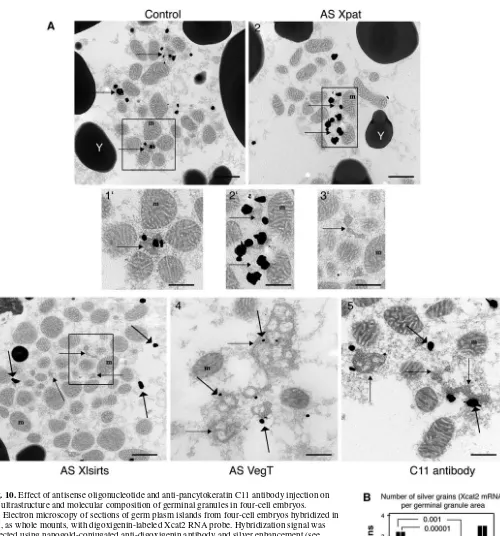 Fig. 10. Effect of antisense oligonucleotide and anti-pancytokeratin C11 antibody injection onthe ultrastructure and molecular composition of germinal granules in four-cell embryos.