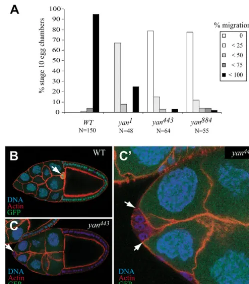 Fig. 1. Yan is dynamically expressed inmigrating border cells. (A) BCs are