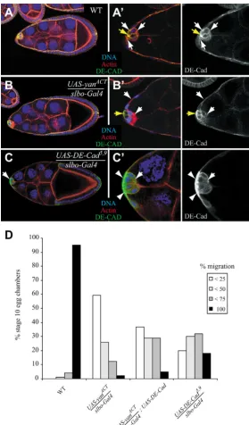 Fig. 4. Yan regulates DE-Cad expression levels. (A-C) EggGal4chambers are stained for actin (with Alexa-568-phalloidin,red), anti-DE-Cad (green) and DAPI (blue)