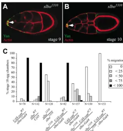 Fig. 6. Activated Yan enhances migration; 38% completely failed to migrate, 22% migrated less than25% and 26% of BC clusters migrate less than 50% towards the NC-oocyte boundary