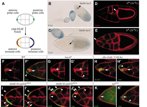Fig. 7. Yan expression depends on JAK/STAT and Notch pathways. (A) JAK/STAT and Notch signaling around the anterior and posterior polar(H,Hpositively marked by GFP expression (green, arrows), whereas wild-type cells do not express GFP (arrowhead)