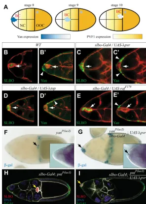Fig. 8. RTKs signaling downregulates Yan. (A) YanUAS-(blue) is strongly expressed in BCs that delaminate fromthe follicular epithelium, but expression graduallydecreases as BCs migrate along the increasing gradientof Pvf1 (orange)