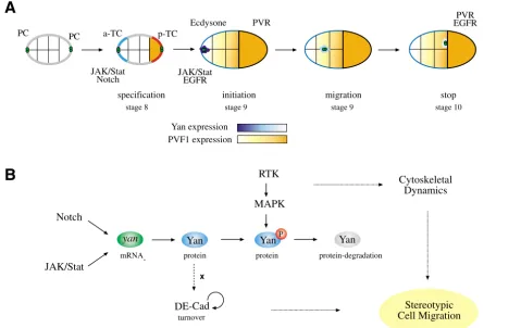 Fig. 9. Integrative model of Yan regulation and function during border cell migration