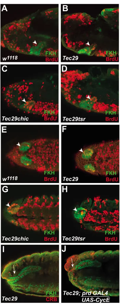 Fig. 6. Tec29salivary placodes at mid stage 12 (arrowhead, compare E with F). Inaddition, there are more BrdU labeled nuclei in at mid stage 12 (G)