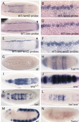 Fig. 2. Genetic regulation of staining was observed at any stage of embryogenesis. (H) In embryoslaid by wntD expression