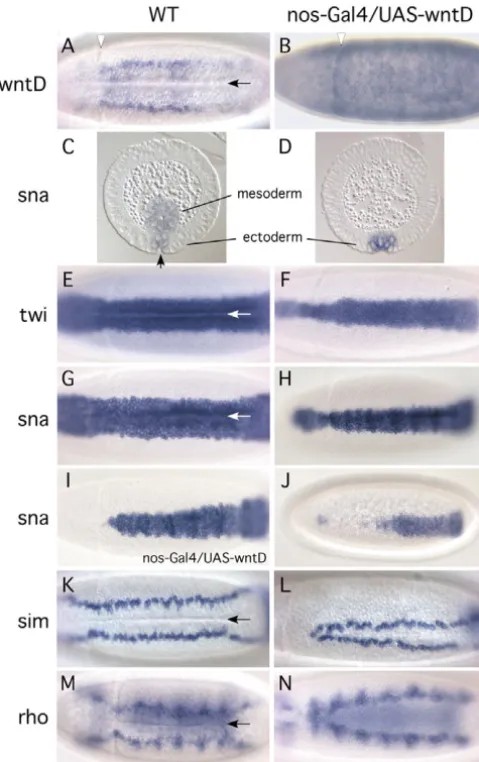 Fig. 3. Increased WntD expression blocks ventral invagination byinterfering with twist and snail expression