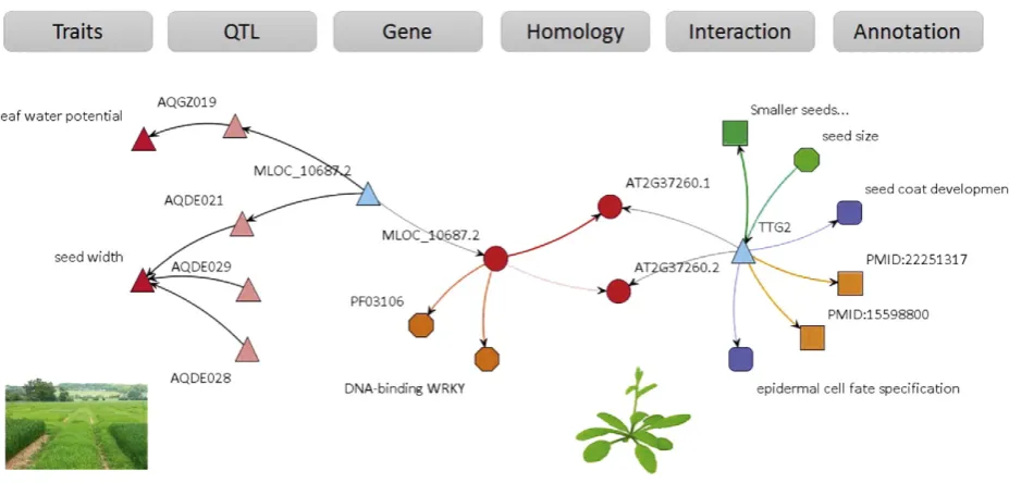 Fig. 3. The ontology types present in the metagraph of the barley GSKN (BarleyNet). Different node shapes and colors represent different Concept Classes
