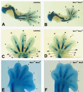 Table 1. Quantitation of defects affecting limbs in Msx1–/–;Msx2–/– double mutant