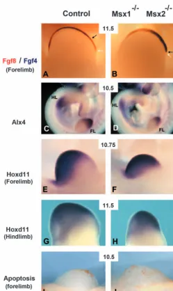 Fig. 2. AER maturation, but not initiation, is impaired in Msx2Msx1–/–;–/– double-null embryos