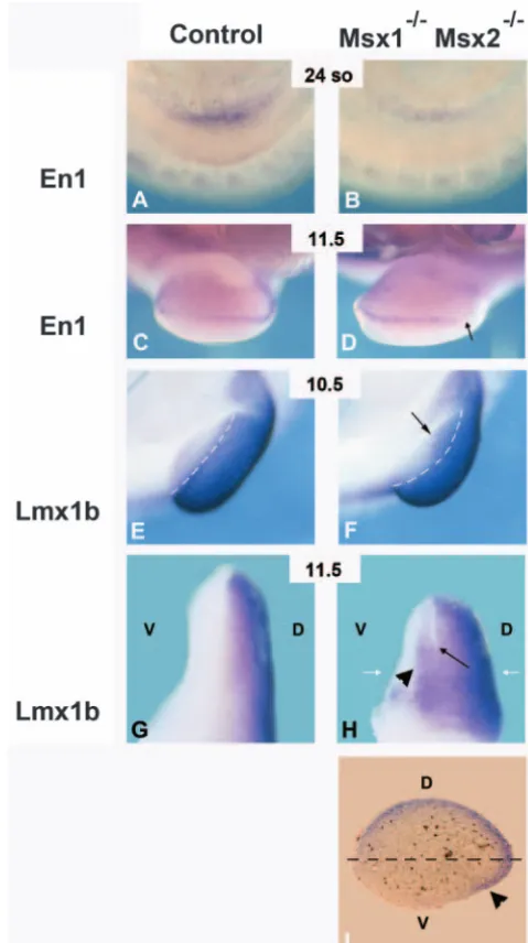 Fig. 4. Dorsoventral speciﬁcation is altered in the double-null limbbuds. (A-D) En1 expression in control (A,C) and double-null mutants(B,D): limb buds are viewed from their distal tip with their ventralside facing upwards