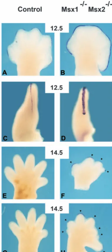 Fig. 5. AER regression is delayed in Msx1–/–; Msx2–/– double mutantembryos. Comparison of Fgf8 expression in control (A,C,E,G) anddouble mutant (B,D,F,H) embryos