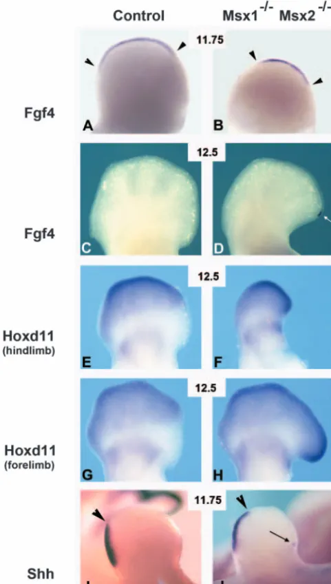 Fig. 6.double mutant embryos after 11.5 dpc. (A,B) Atanterior margin of the forelimbs (J, arrow)