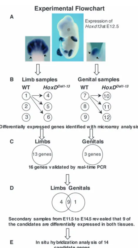 Table 1. Summary of microarray analysis and real-time RT-PCR veriﬁcation