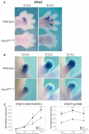 Fig. 4. Gfra2 is downregulated in limbs and genitals in the absence of Hoxdgene function