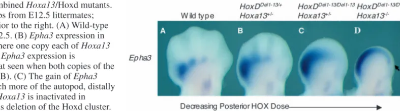 Fig. 7. Epha3 expression in combined Hoxa13/Hoxd mutants.WISH staining of right forelimbs from E12.5 littermates;