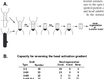 Fig. 8. Acquisition by the body column of the capacity to produce headinhibition after treatment with alsterpaullone