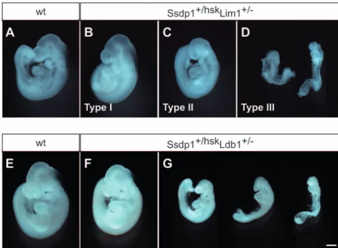 Fig. 8 Genetic interactions of dwarﬁsm (D, Ssdp1 with Lim1 and Ldb1. (A-D) E9.5 embryos obtained bycrossing Ssdp1+/hsk and Lim1+/– mice