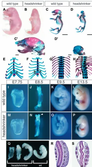 Fig. 1. Gross phenotype of (A-H) External views (A,B) and skeletal specimens(C-H) of wild-type (A,C,E,G) and mutant (B,D,F,H) P0 neonates