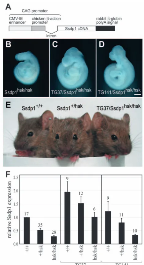 Fig. 3. Rescue of the (C) Completely rescued bar: 400 phenotype. (F) The expression level of shown represent the means and standard errors of the relativeexpression levels of the sum of endogenous and transgenic RNA, as quantiﬁed by RT-PCR