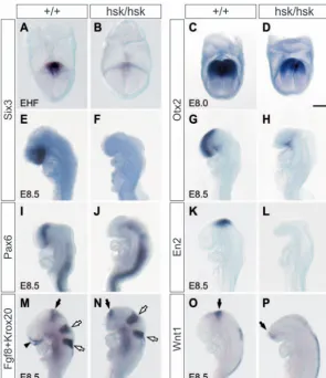 Fig. 5. Head defects in Wild-type (A,E) and mutant Ssdp1hsk/hsk mutants. In situ hybridization showing theexpression of various regional markers in wild-type and Ssdp1hsk/hsk embryos.Six3 expression (B, n=2/5; F, n=0/8); wild-type (C,G)and mutant (D, n=7/7