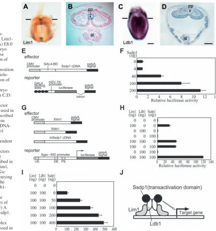 Fig. 7. Ssdp1 acts as a co-activator component of a Lim1-