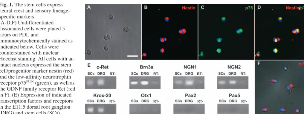 Fig. 1. The stem cells expressneural crest and sensory lineage-