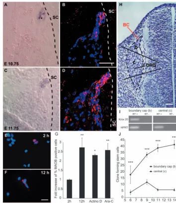 Fig. 2. The boundary cap containsNCSCs. (A) In situ hybridisation for