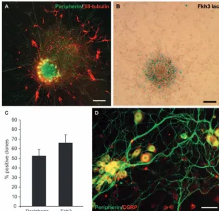 Fig. 3. bNCSCs generate sensory neurons. (A) Example of a differentiated stem cella differentiated stem cell clone produced from the clone showing two populations of neurons, one double labelled with peripherin andβΙΙΙ-tubulin (Tuj1, yellow) and one only e