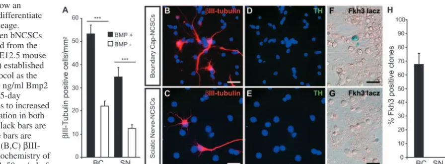 Fig. 4. Fkh3 speciﬁcally marks cells in the sensoryhighly restricted to cranial and spinal sensory ganglia(schematic in B)