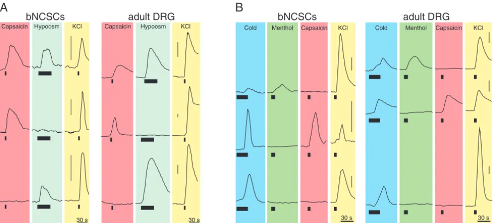 Fig. 6. bNCSC-derived sensory neurons are physiologically functional and of different subclasses