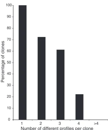 Fig. 7. A single bNCSC clone gives rise to multiple functionalsubclasses of sensory neurons
