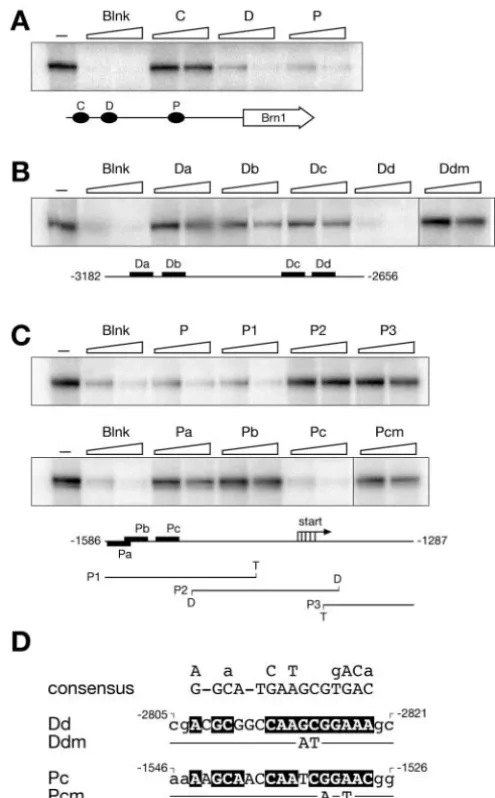 Fig. 5. Mapping of Pax2-binding sites in the conserved 5′ regions ofBrn1. (A) Presence of high-affinity Pax2-binding sites in elements Dand P