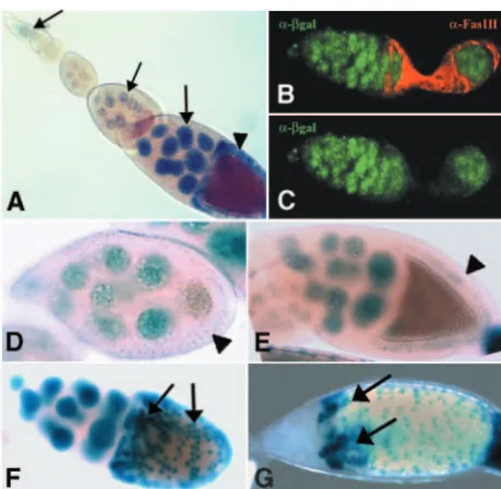 Fig. 3E), suggesting that these cells failed to divide and,instead, entered endoreplication prematurely