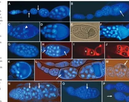 Fig. 2. slmb loss of functionprovokes a wide array of