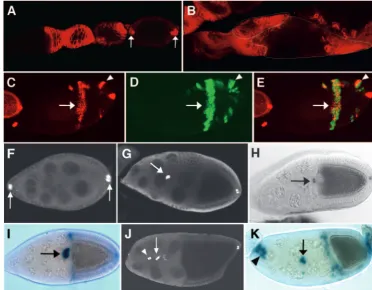 Fig. 5. slmb mutant clones cause chorion patterningdefects. Eggshells were visualized by reﬂected light ordark-ﬁeld microscopy