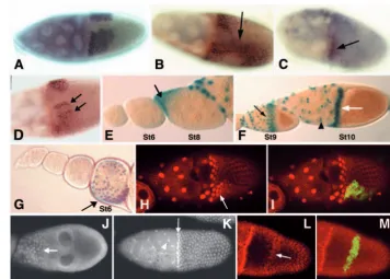 Fig. 7. Broad-Complex (BR-C) expressionand ectopic activation of the Dpp pathway.